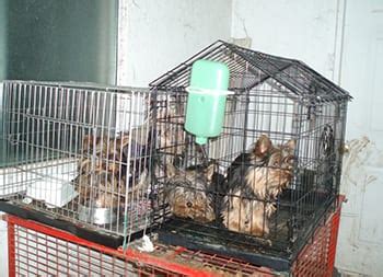 We are a non-profit, no-kill animal shelter in Springfield, MO. . Lebanon craigslist pets
